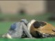 Miniature DailyMotion