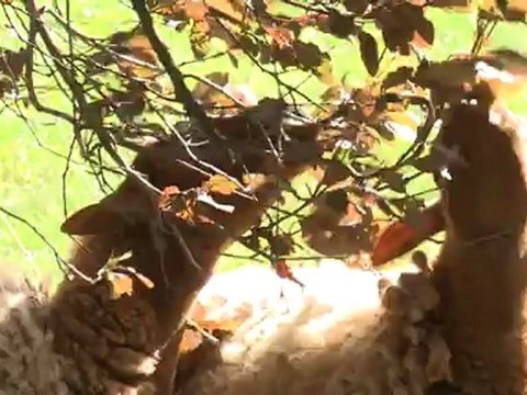 A Bagnolet, des moutons et des chèvres stars de la cité