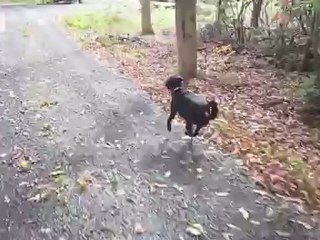 monsters (a tune) by michael hermiston