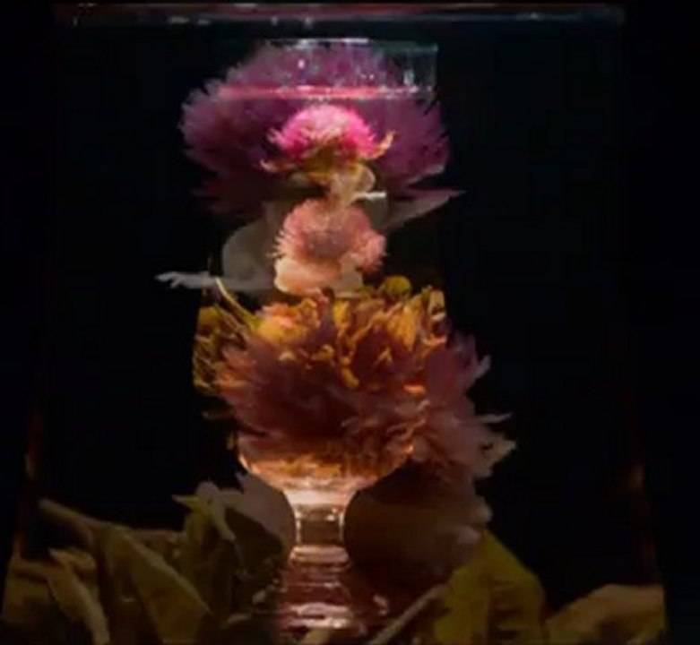 Vidéo  éclosion de la fleur de thé vert artistique « Impression soleil levant »