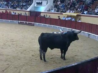 Marcio Francisco Amadores de Vila Franca pega toiro Palha