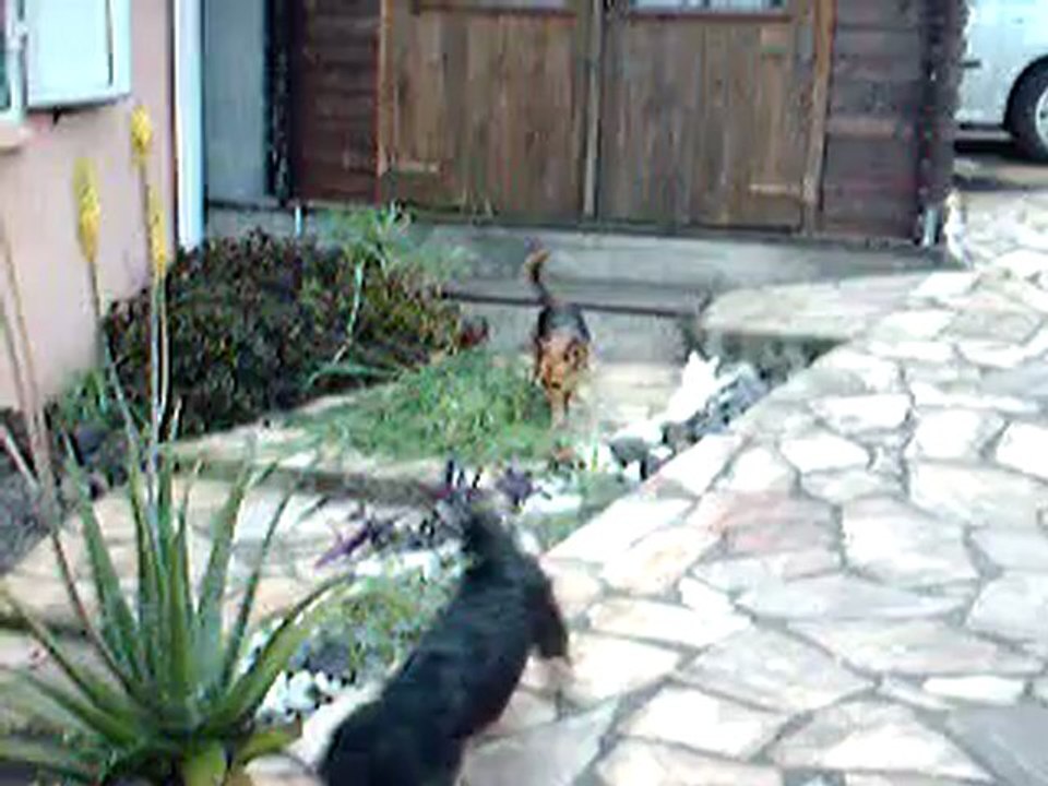 Chipie, Python et Snoopy et le tas de mauvaises herbes