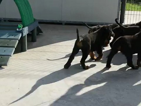 Chiots à vendre Males Berger de Beauce, Beauceron, Bas-rouge LOF à réserver.