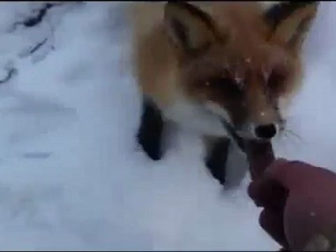 Лисы любят Сникерс