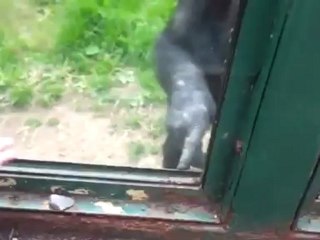 Умная шимпанзе просит выпустить ее, показывая как надо открыть клетку