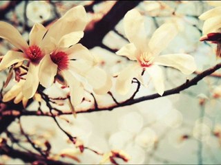 سورة النازعات فارس عباد