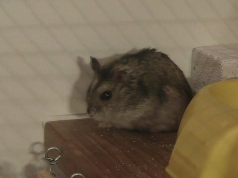 10/09/2012 Hamster russe