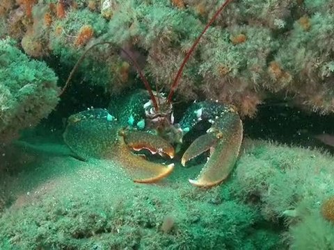 Cartham : grand inventaire des habitats marins