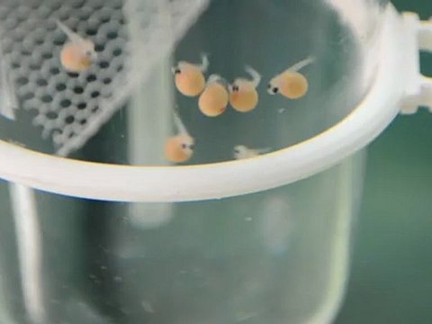 BEMBA GOLD YAVRULARI 2