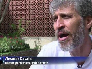 Angst vor Hai-Attacken an Brasiliens Stränden