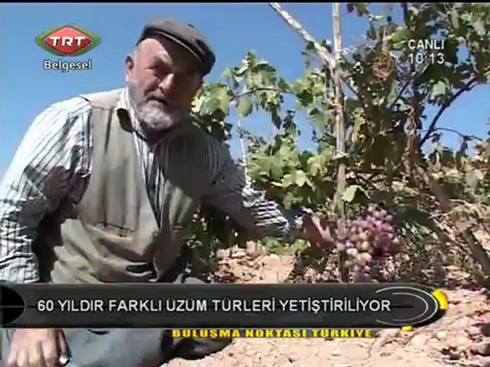 ESKİ ÜZÜMLER.