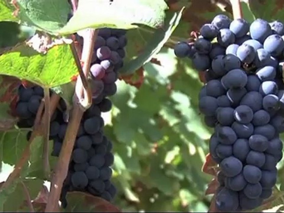 Pour vous en Pays de Savoie : "Aides agriculture"