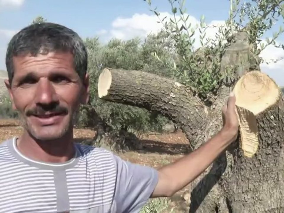 Oliveiras são atacadas na Cisjordânia