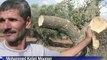 Cisjordanie: 70 oliviers palestiniens arrachés par des colons