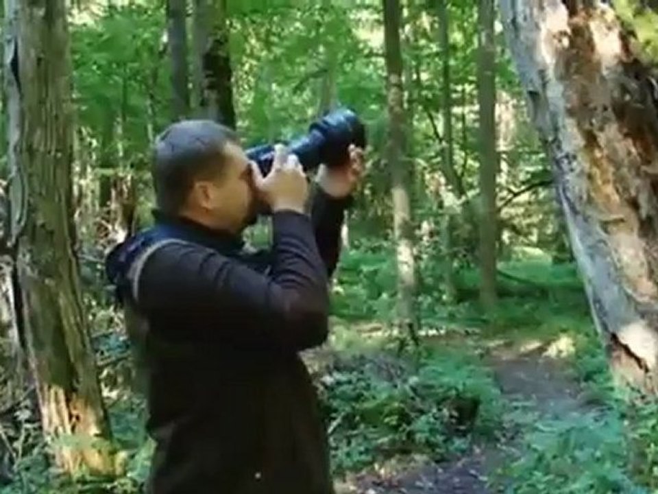 Los desafíos del último bosque virgen de Europa | Ideas globales