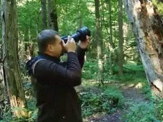 Los desafíos del último bosque virgen de Europa | Ideas globales