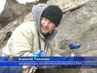 11-летний мальчик нашел останки мамонта на Таймыре