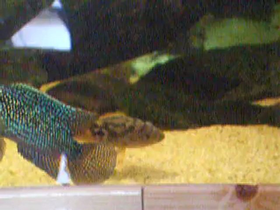 cichlidés centre americains