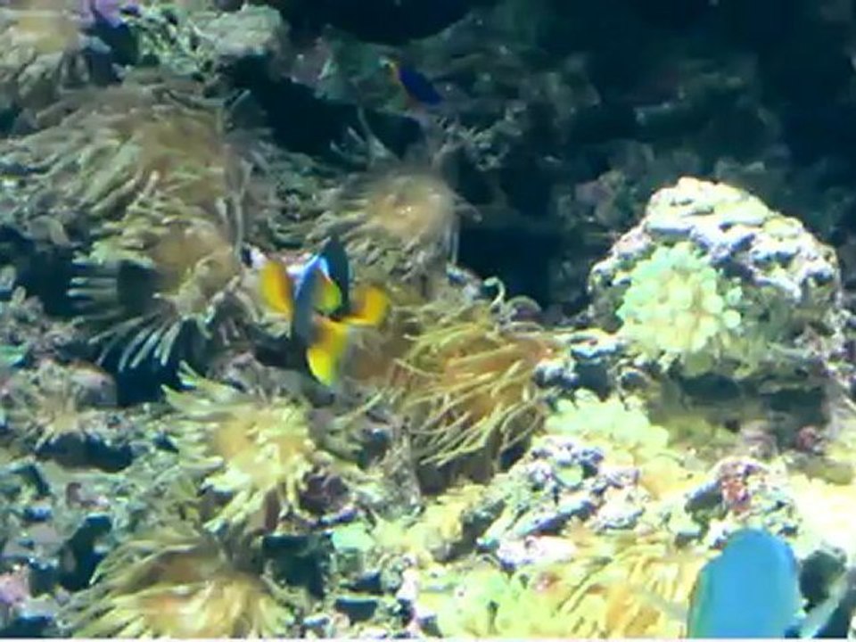 L'aquarium de Monaco