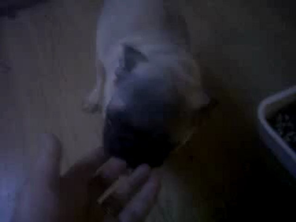 Hotch video