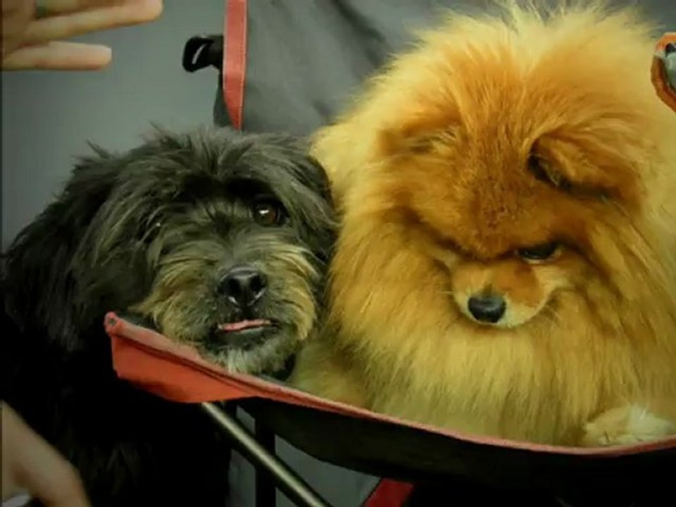 Carla & City Concours Agility à Niort le 7 Octobre 2012