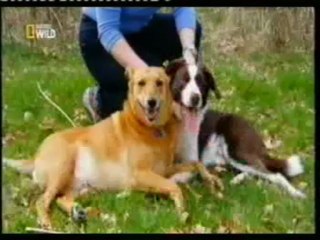 El misterio de los perros suicidas: Puente de Overtoun