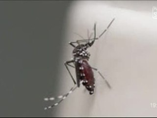 Convention sur les moustiques Tigre (Montpellier)