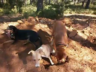 Redden ,  Eros et Gypsie en Forêt de FontBlanche 10-10-2012 n° 1