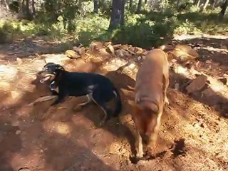 Redden ,  Eros et Gypsie en Forêt de FontBlanche 10-10-2012 n° 2