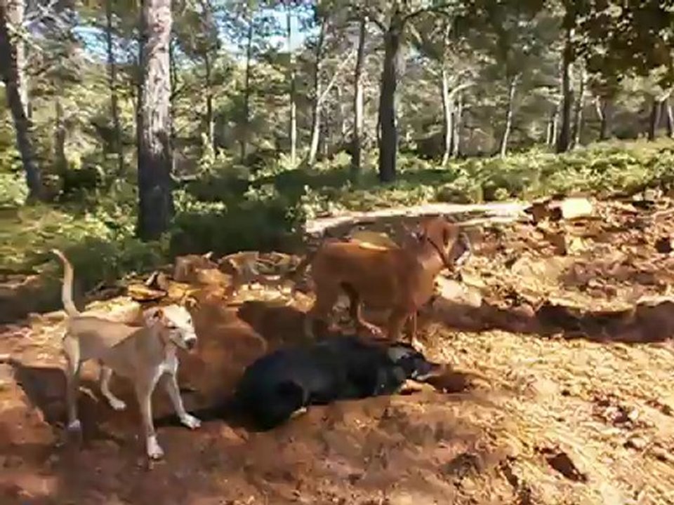 Redden ,  Eros et Gypsie en Forêt de FontBlanche 10-10-2012 n° 3