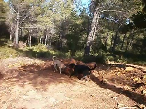 Redden , Eros et Gypsie en Forêt de FontBlanche 10-10-2012 n° 4