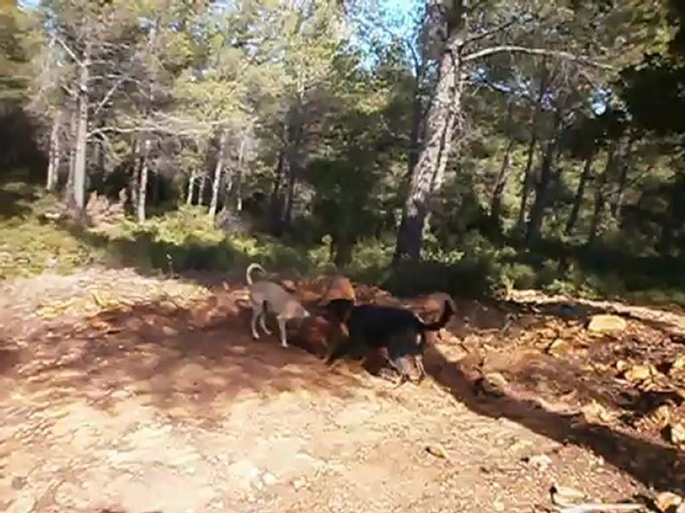 Redden ,  Eros et Gypsie en Forêt de FontBlanche 10-10-2012 n° 4