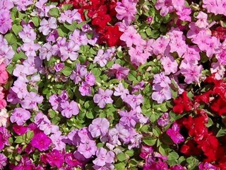 Trick Photography and Special Effects by Evan Sharboneau