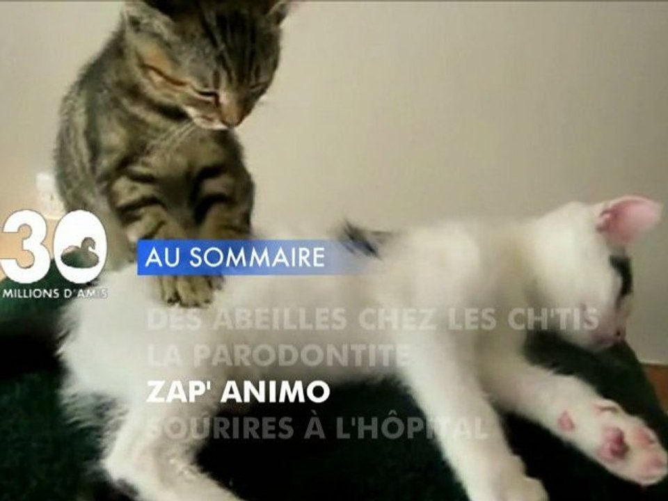 Sommaire émission 30 Millions d'Amis 13/10/2012