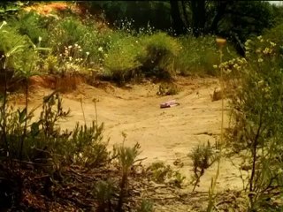 Minuscule - Karincalar (ants)