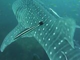 Whaleshark-Requin baleine-Koh tao tahliand