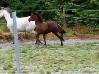 Coud'Poker Tartifume mâle CO par Westide Mirah II a vendre