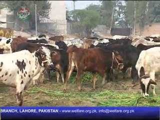 Collective Qurbani Report 2012 - Minhaj Welfare Foundation - www.welfare.org.pk