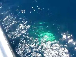 Pêche au gros sénégal