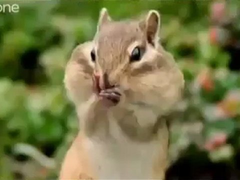 Hayvanlara Yapılmış Olan Komik Seslendirmeler