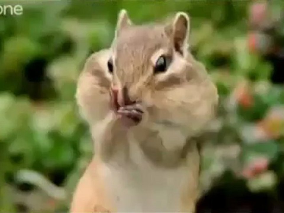 Hayvanlara Yapılmış Olan Komik Seslendirmeler