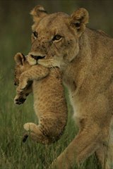 The Last Lions (2011) online watch www.hdmoviespool.com