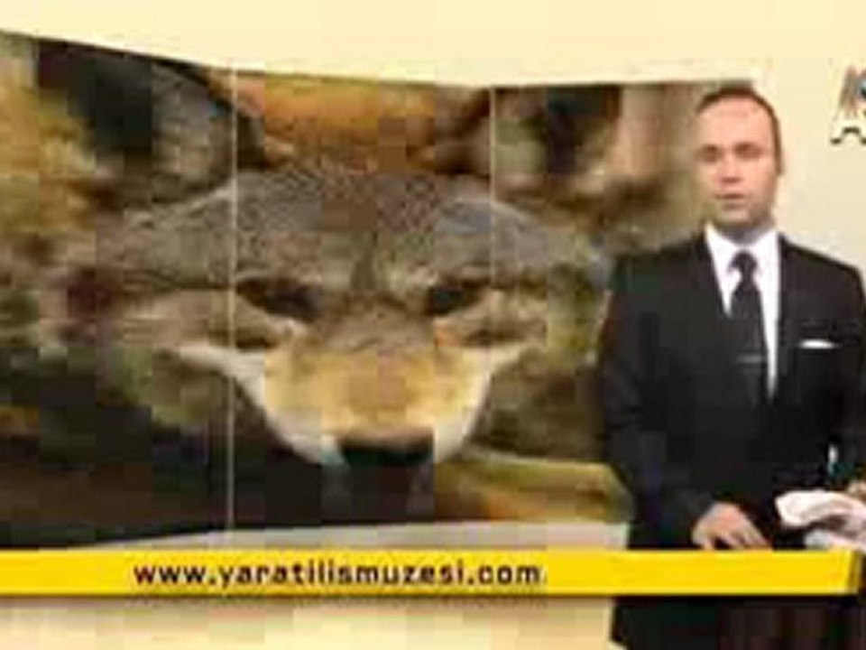 MİLYONLARCA YILDIR DEĞİŞMEYEN KADIN KIZIL KURTLAR