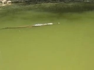 croco windjana gorge