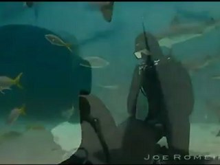 Danse avec les requins