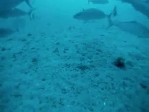 Sualtı Kamerası ile balıklar