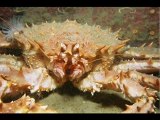 Şaşırtıcı ve tuhaf deniz canlıları