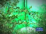 PKG-Olive Cultivation in Pakistan