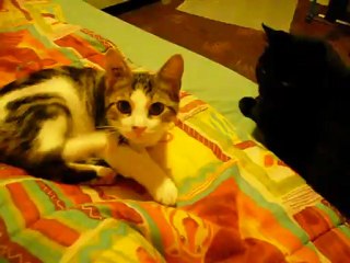 Le rituel du  soir ... Rémi et la couette LOL