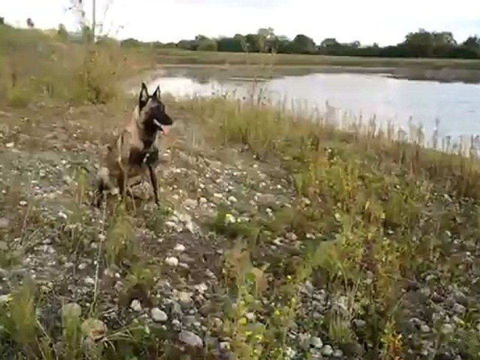 Malinois rapporte à l'eau